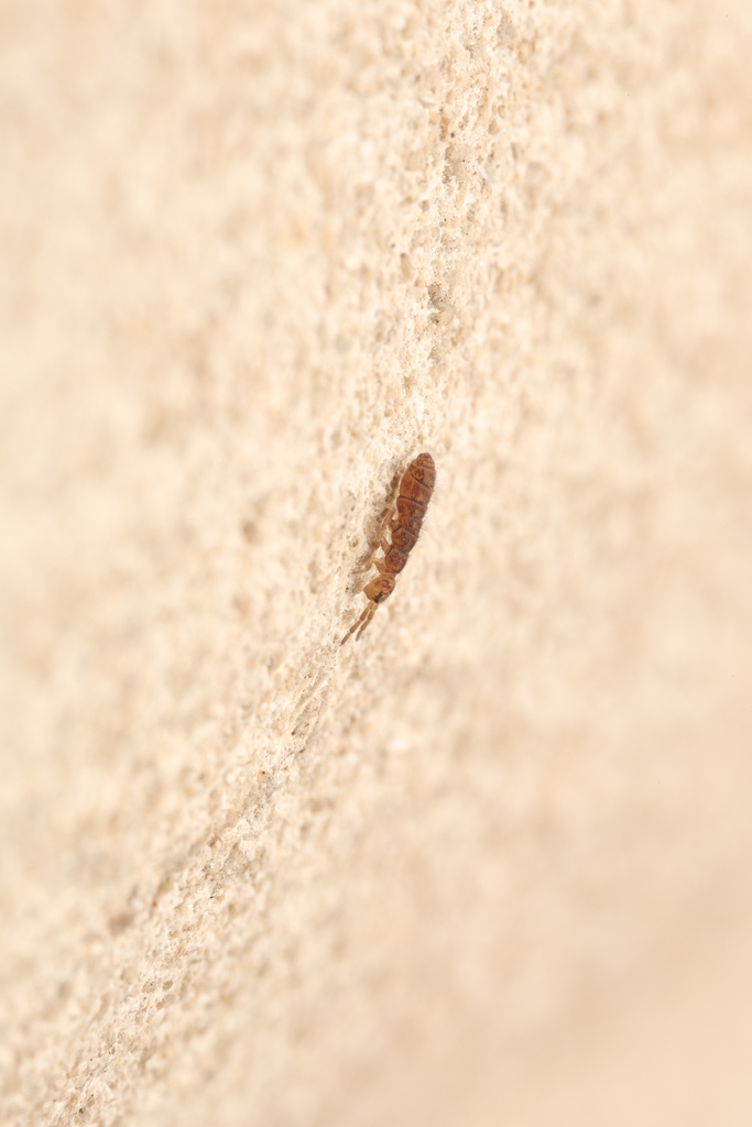 Waterfall Springtails from White River Gardens, 1200 W Washington St ...