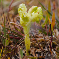 Pterostylis rubenachii