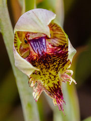 Calochilus herbaceus