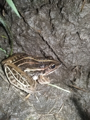 Leptodactylus gracilis