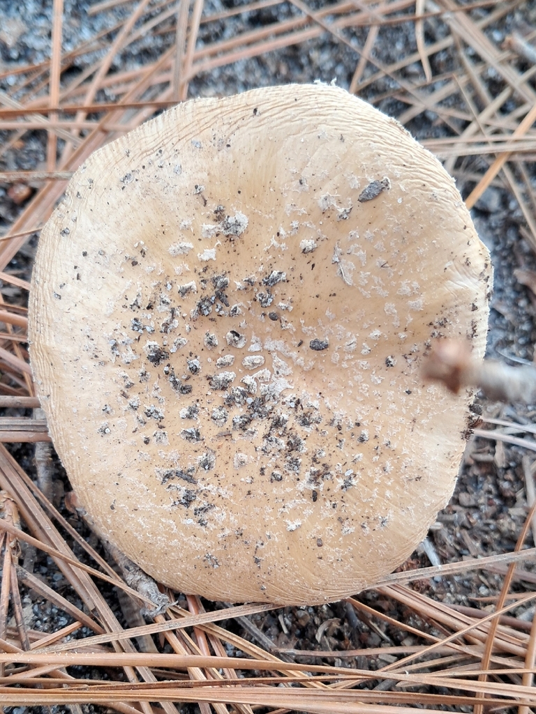 Amanita crenulata