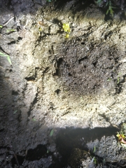 Pseudopaludicola falcipes