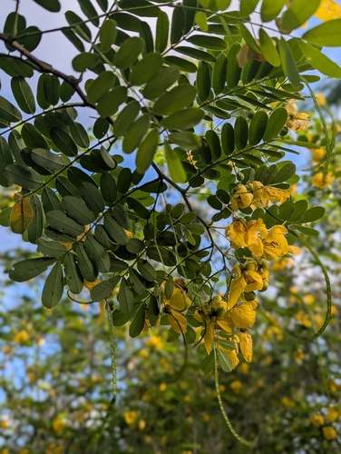 Senna pallida, photograph 3