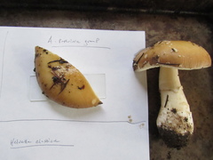 Amanita pantherina