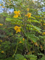 Senna pallida, photograph (c) Jon Paul Rodríguez, some rights reserved (CC BY)