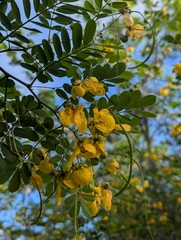 Senna pallida, photograph (c) Jon Paul Rodríguez, some rights reserved (CC BY)