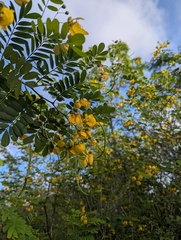 Senna pallida, photograph (c) Jon Paul Rodríguez, some rights reserved (CC BY)