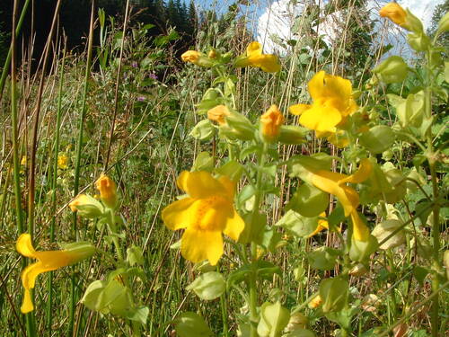 Mimulus guttatus iNat (1)