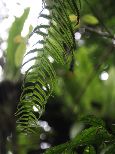 Nephrolepis davallioides observed 2025-11-03