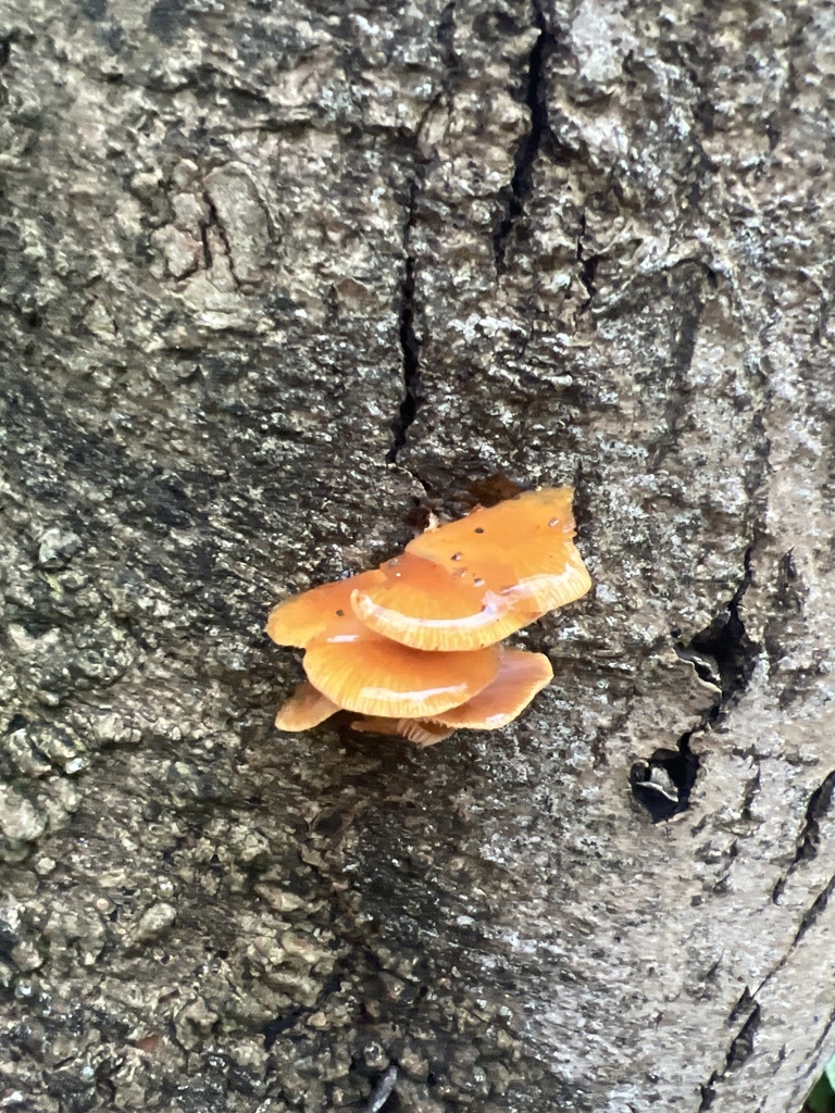 Flammulina · November 2025 · photo: © daisyfinniear (iNaturalist, cc0)