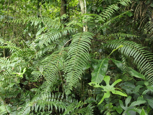 Nephrolepis davallioides observed 2025-11-03