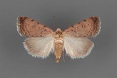 Micrathetis triplex