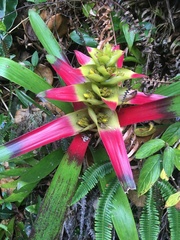 Guzmania squarrosa