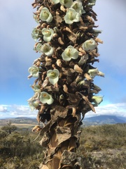 Puya goudotiana