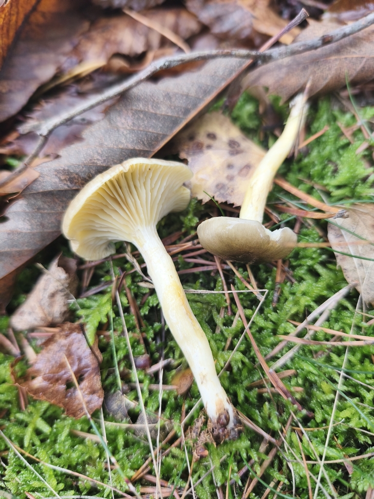 Hygrophorus hypothejus · November 2025 · photo: © mycototor (iNaturalist, cc-by)
