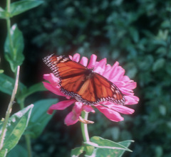 Danaus plexippus