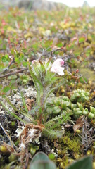 Pedicularis hirsuta