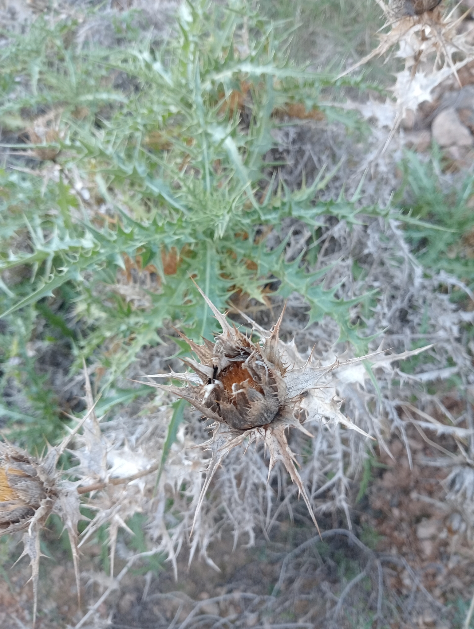 Carthamus Arborescens (Carthamus arborescens)