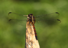 Orthemis anthracina