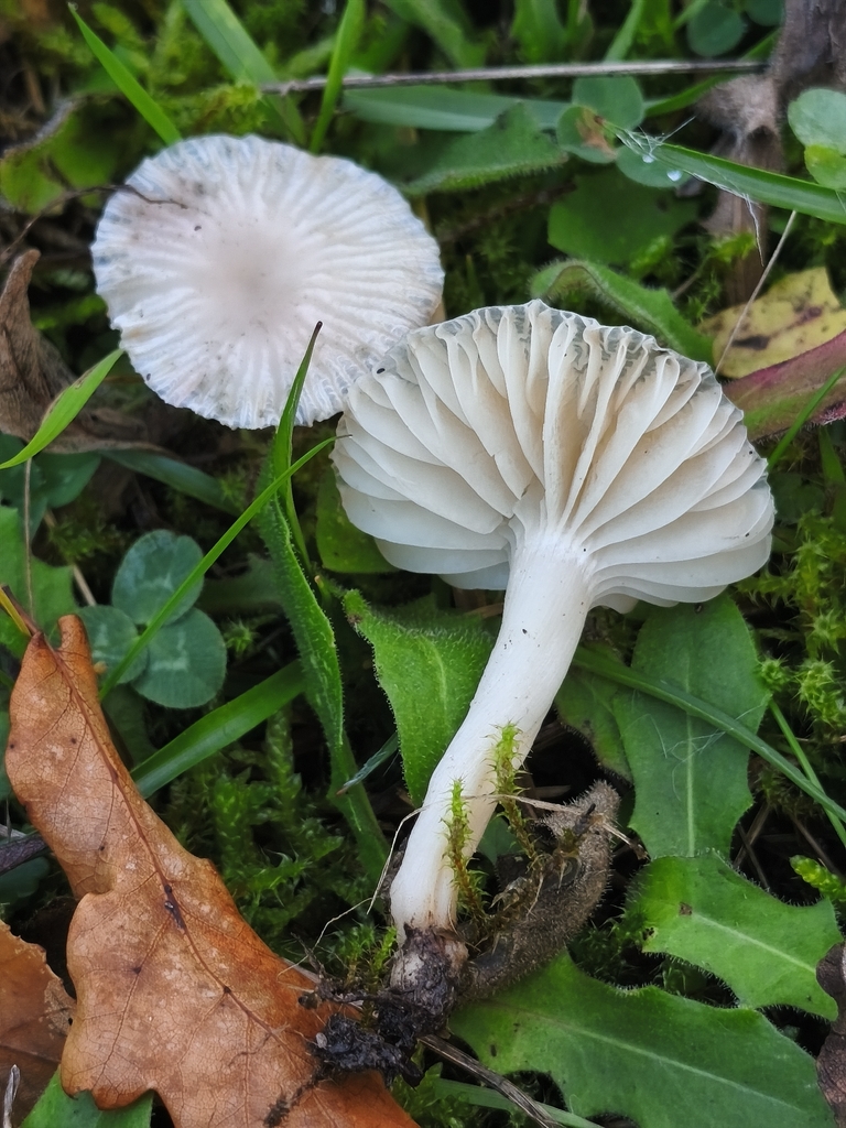 Cuphophyllus virgineus · November 2025 · photo: © mycototor (iNaturalist, cc-by)
