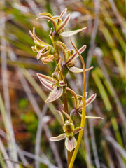 Prasophyllum rostratum