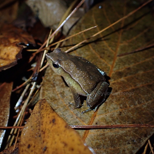 Kalophrynus pleurostigma observed 2025-11-14