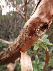 Brachyglottis cassinioides