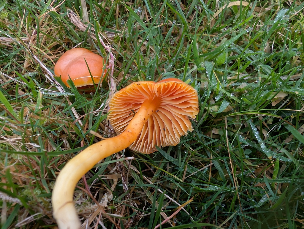 Hygrocybe reidii · November 2025 · photo: © markbreaks (iNaturalist, cc-by)