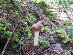 Helvella elastica