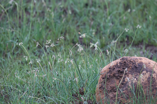 Highveld Wild Garlic (Tulbaghia leucantha)