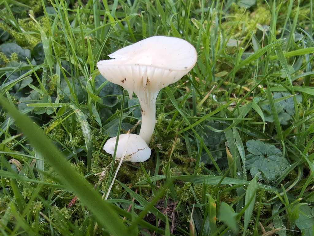 Cuphophyllus virgineus · November 2025 · photo: © markbreaks (iNaturalist, cc-by)