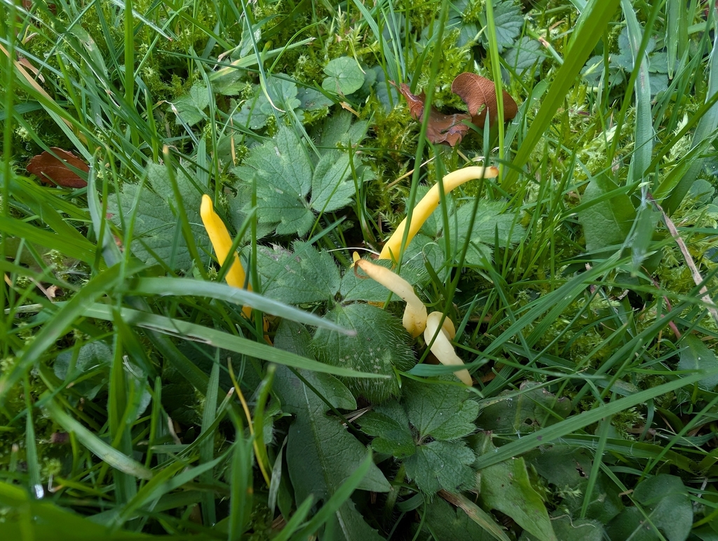 Clavulinopsis helvola · November 2025 · photo: © markbreaks (iNaturalist, cc-by)