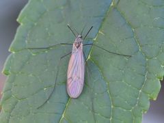 Cheilotrichia