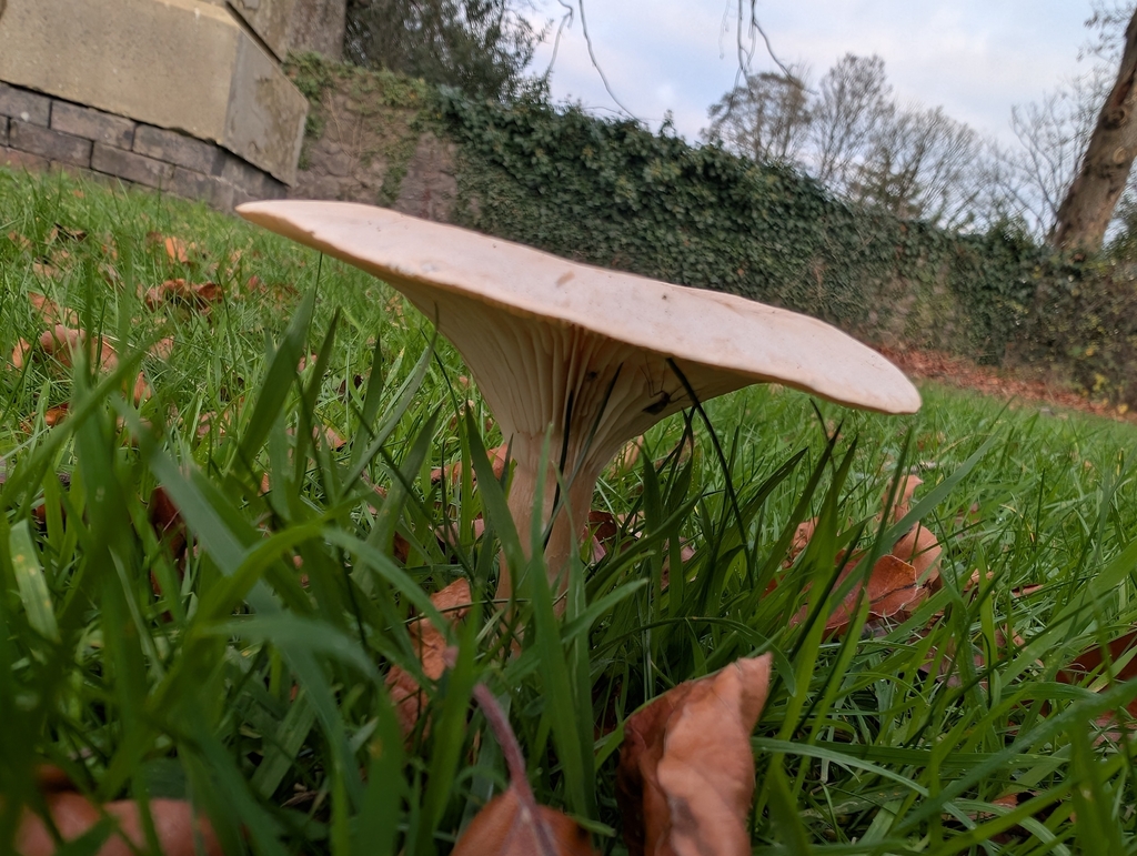 Infundibulicybe geotropa · November 2025 · photo: © markbreaks (iNaturalist, cc-by)