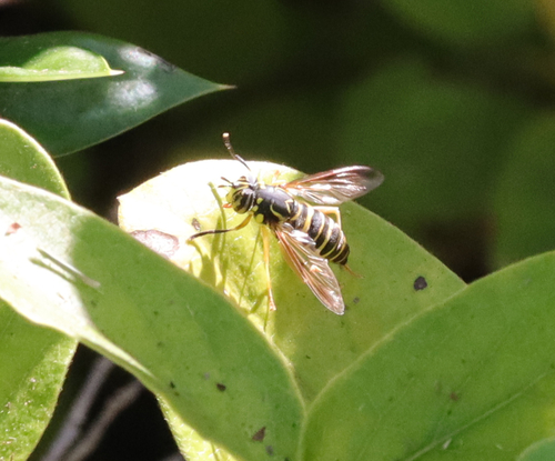 Unknown species found near Oak Ridge, TN, USA