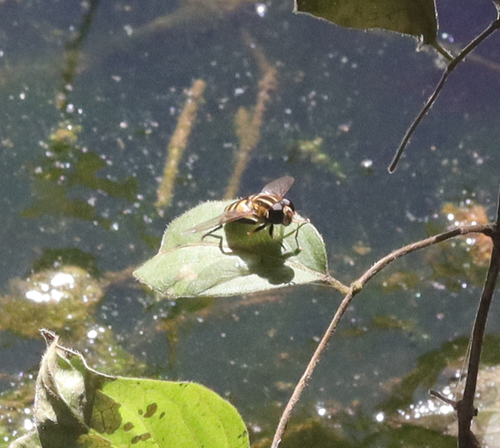 Unknown species found near Oak Ridge, TN, USA