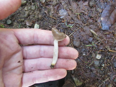 Helvella elastica