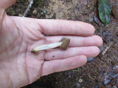 Helvella elastica