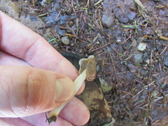 Helvella elastica
