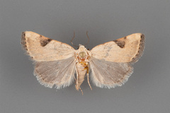 Micrathetis costiplaga