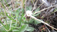 Silene involucrata