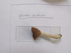 Helvella elastica