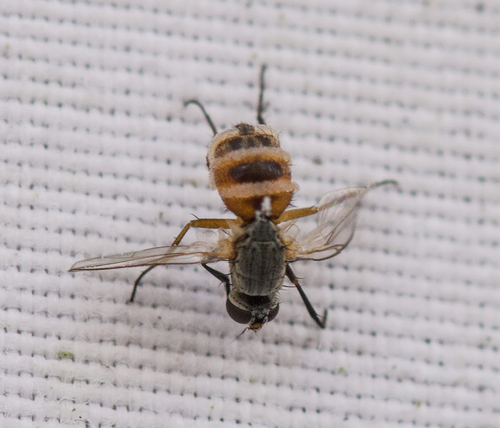 Unknown species found near Tuckahoe Village, Tuckahoe, VA 23238, USA