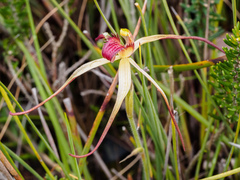 Caladenia dienema