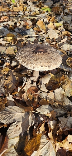 Macrolepiota procera — (c) Heiko Weber, some rights reserved (CC BY)