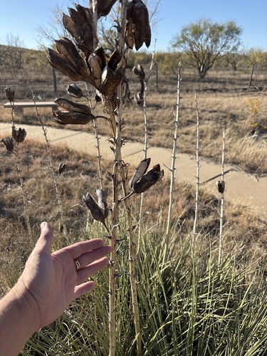 Yucca campestris