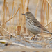 Water Pipit - Photo (c) Imran Shah, some rights reserved (CC BY-SA)