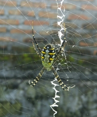Argiope catenulata