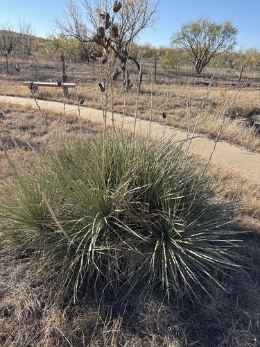 Yucca campestris