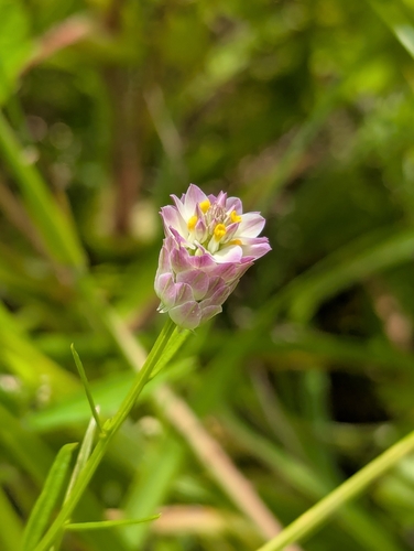 field milkwort (Senega sanguinea)